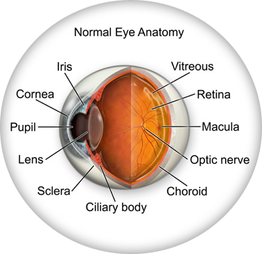 Eye Anatomy